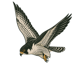 Falcão-peregrino